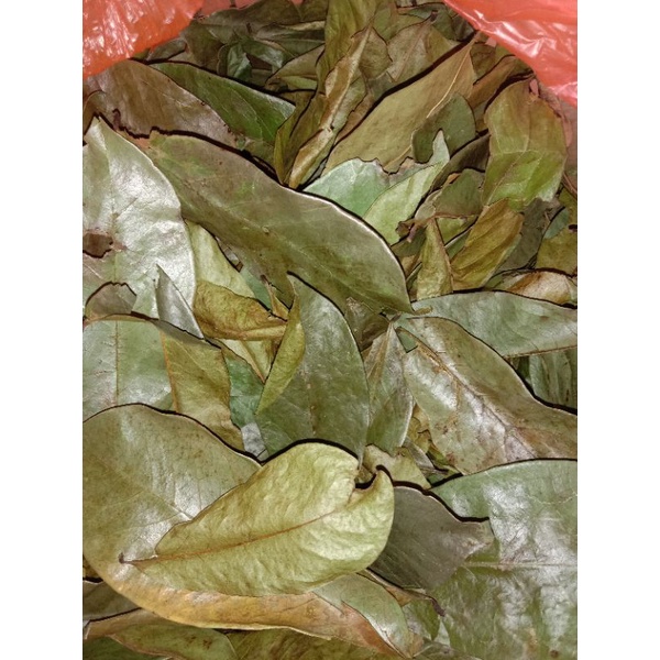 

Daun Sirkaya kering