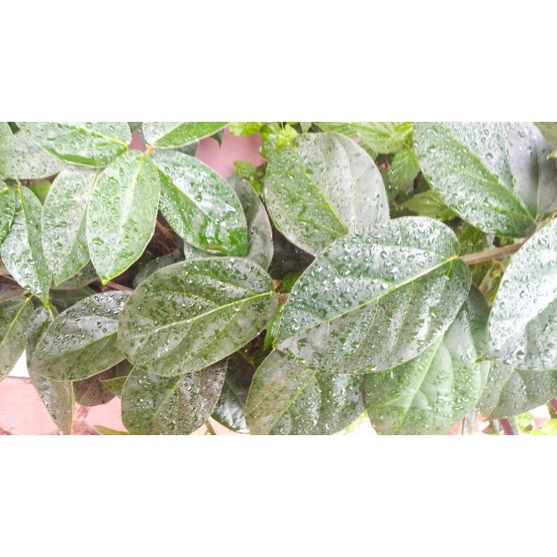 

Daun Cincau hijau perdu petik segar