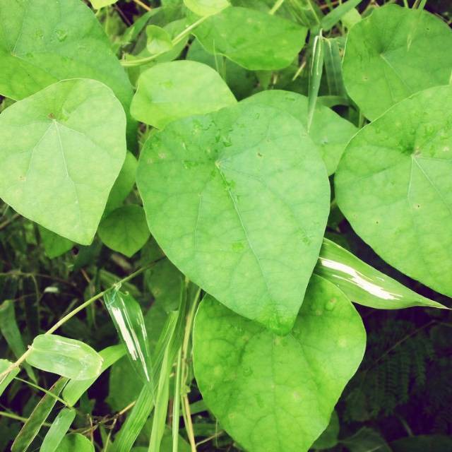 

DAUN CINCAU BULU ORGANIK TANPA PESTISIDA, Rp.10.000 30 helai