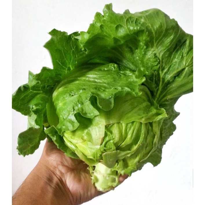 

Iceberg Lettuce