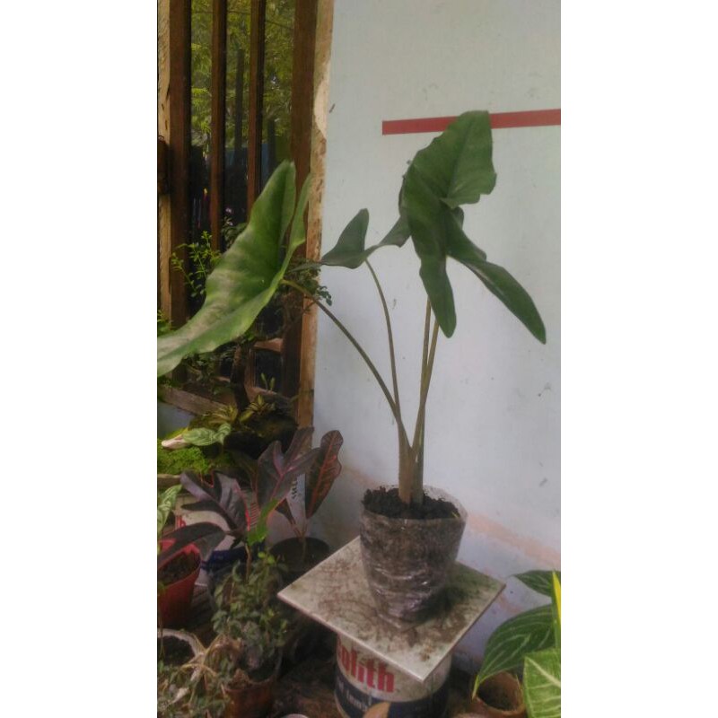 Alokasia Zebrina _ Keladi Eksotik
