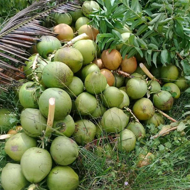 

kelapa ijo/kelapa wulung