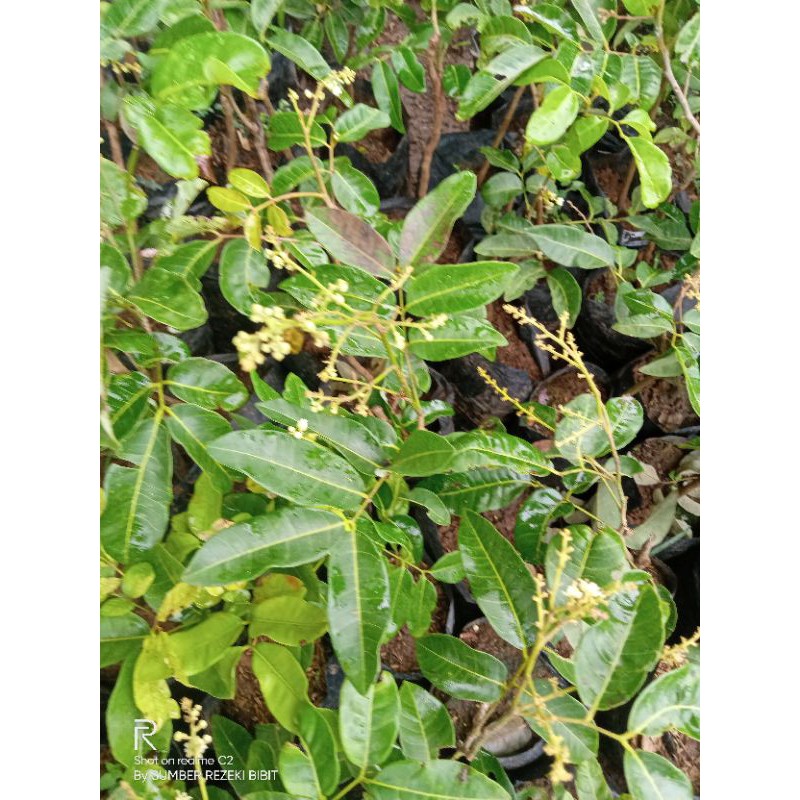 Kelengkeng aroma durian berbunga