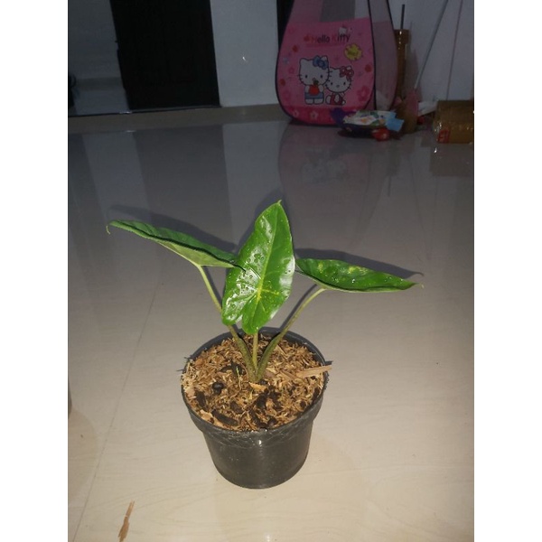BABY New Guenia Gold / Sente Yellow / Golden (2 daun) Booked
