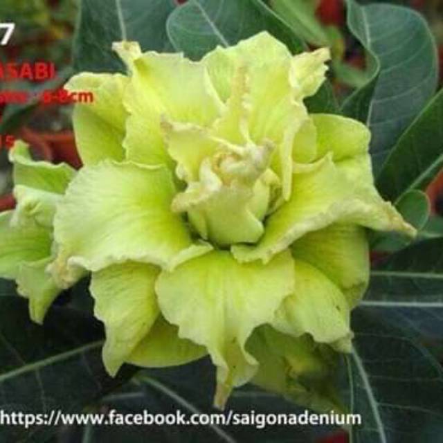 Bibir bunga kamboja Adenium Hijau WASABI