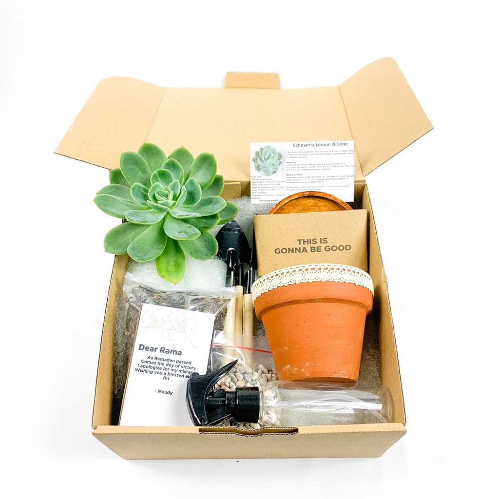 HAMPERS KAKTUS SUKULEN | Premium Hampers Kaktus &amp; Sukulen Hias Mini (Paket 2) box hampers gift box birthday hampers ulangtahun/hampers lebaran