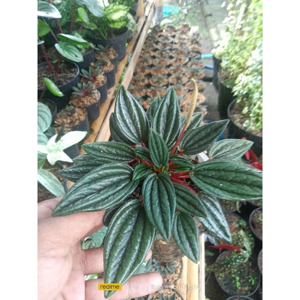 peperomia rosso