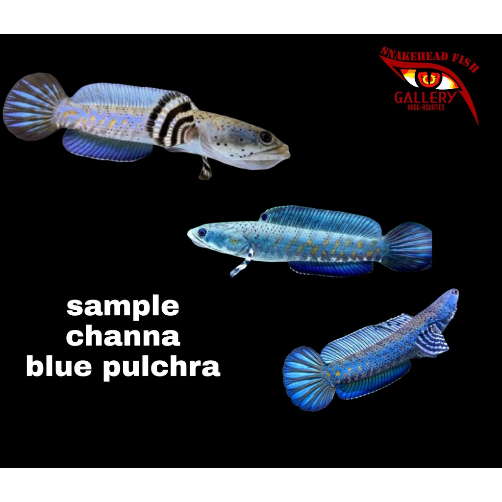 paket hemat channa blue pulchra size 4cm 5 ekor