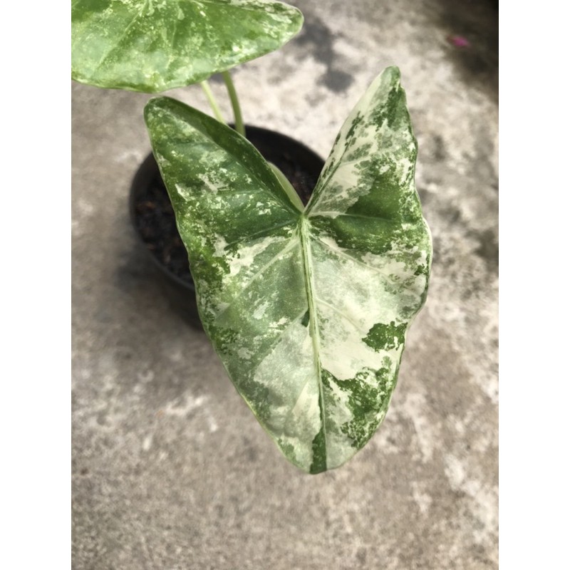 Sente Varigata Real Pic / Alocasia Macrorhiza Variegata Alokasia Varigata