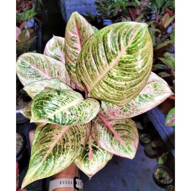 Aglaonema Asri Red Aglonema Asri Merah Dewasa Murah