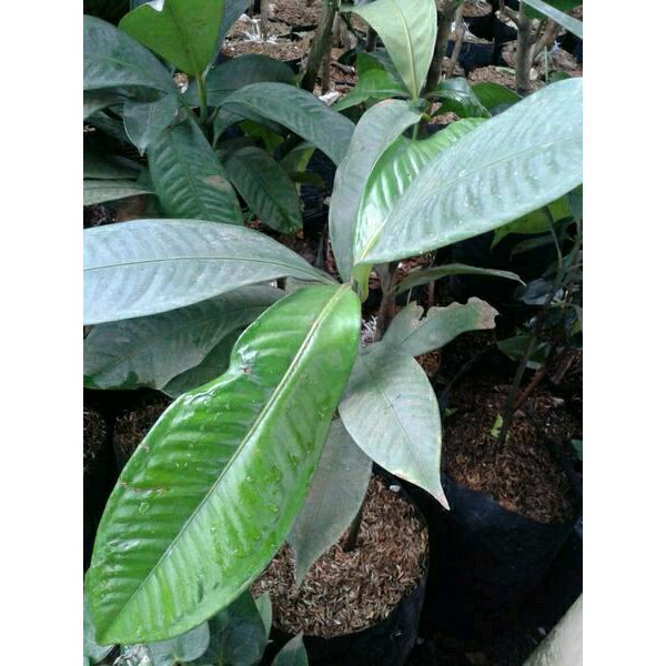 Tanaman Manggis Tanpa Biji