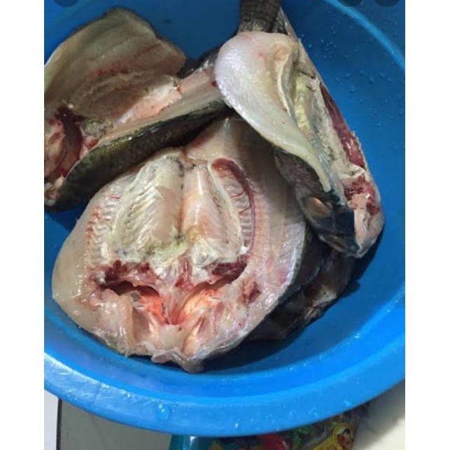 

ikan mujaer belah punggung 500grm