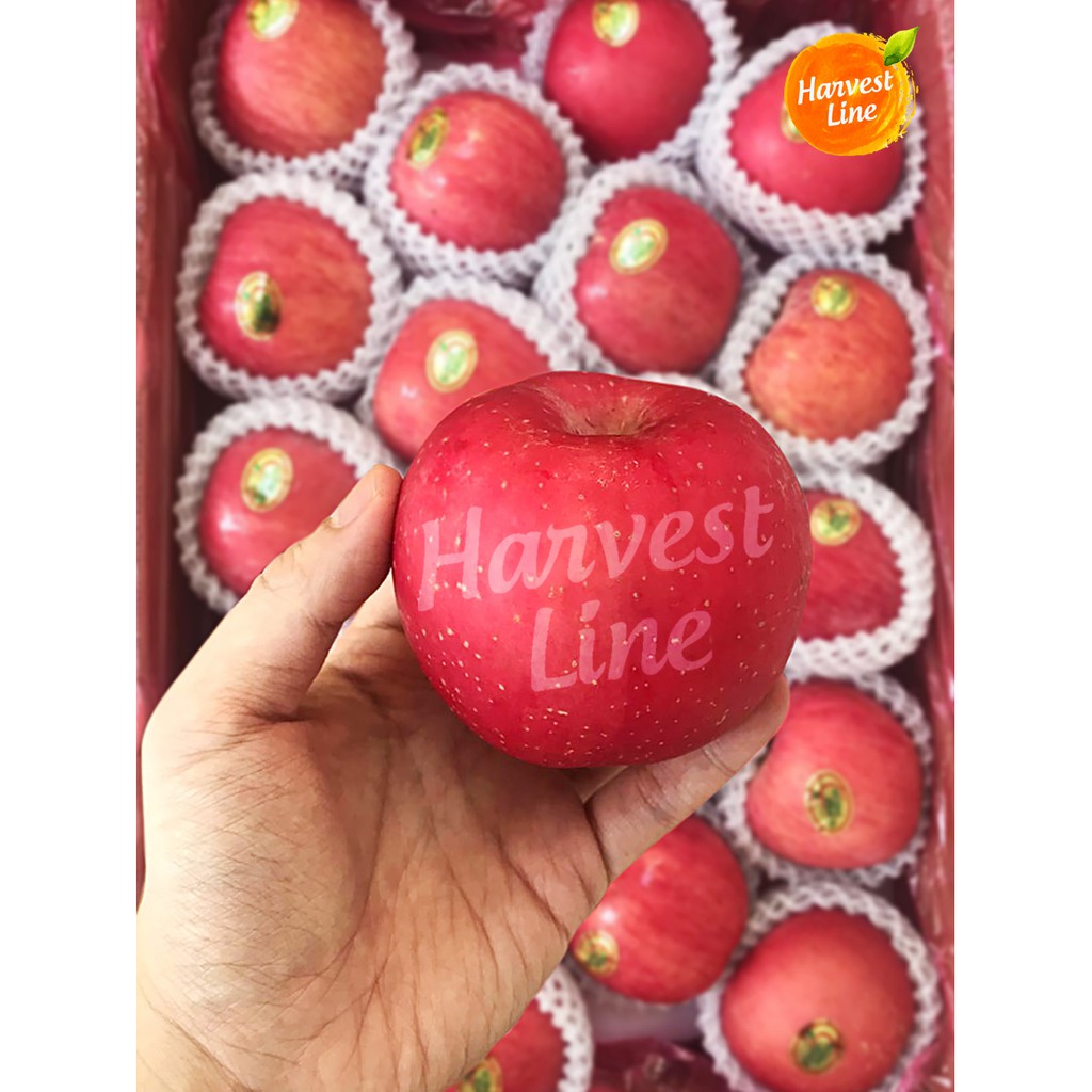

BUAH APEL FUJI PREMIUM 600GR [HARVEST LINE]