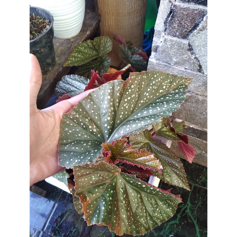 

Begonia moccadot