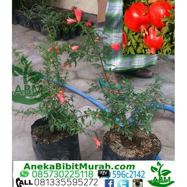 BIBIT DELIMA MERAH BERBUNGA SUPER