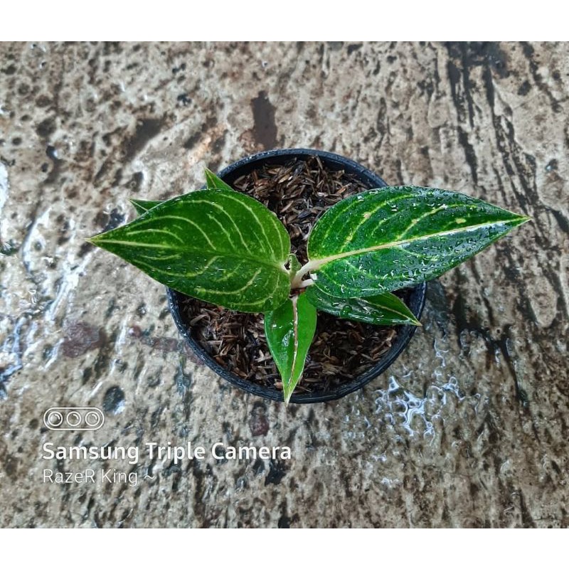 aglonema quen of siam baby