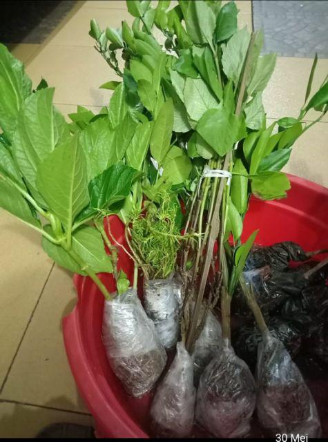 New Produck!! Tanaman Hias Lipstik Gantung Bunga Merah - Tanaman Gantung