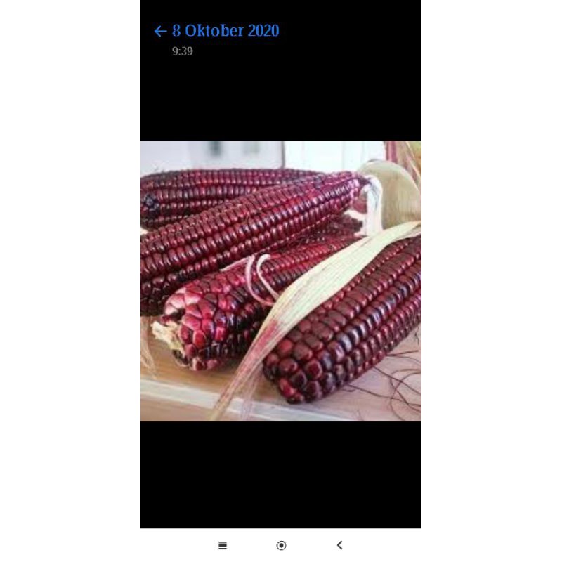 

Jagung Ketan Hitam Fresh / pack