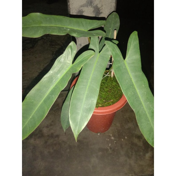 philodendron atabapoense