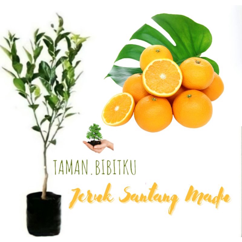 Bibit jeruk Santang madu siap berbuah