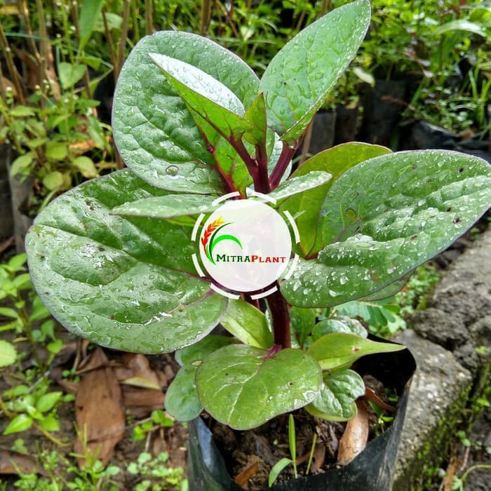 Bibit Tanaman Daun Binahong Merah Pohon Binahong Merah Bibit Tanaman Binahong Merah