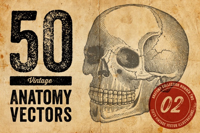 Vintage Anatomy Illustration Vector