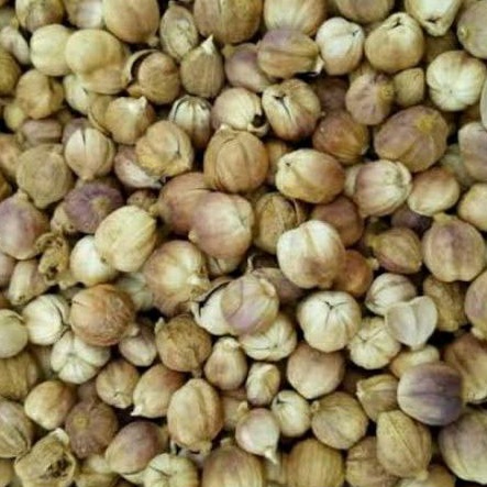 

REMPAH KAPOLAGA 50gr Kapulaga