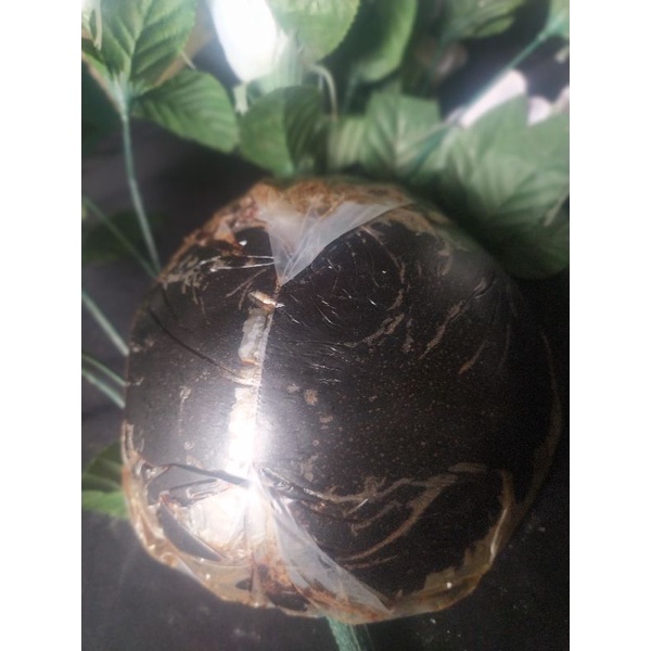 

Gula Batok premium