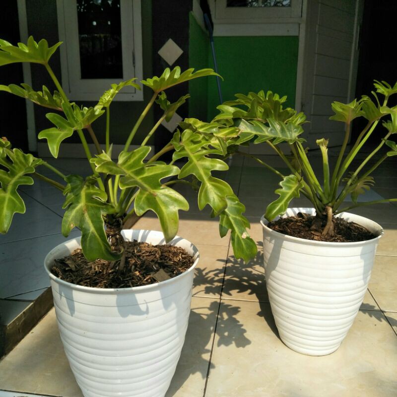 Tanaman Hias Philodendron Xanadu Golden