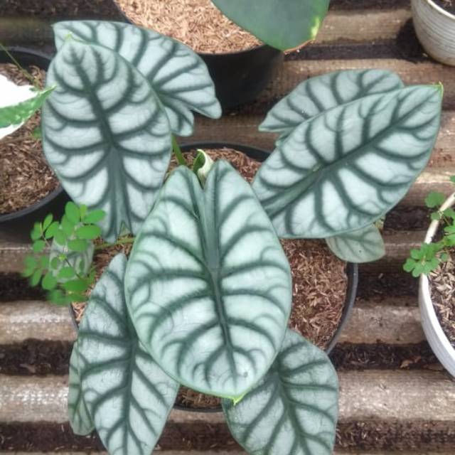 Tanaman Hias Alocasia Silver Dragon Ukuran Sedang Shopee Indonesia