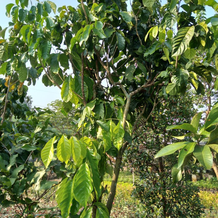Pohon Buah, Pohon duku siap berbuah tinggi 2 meter.