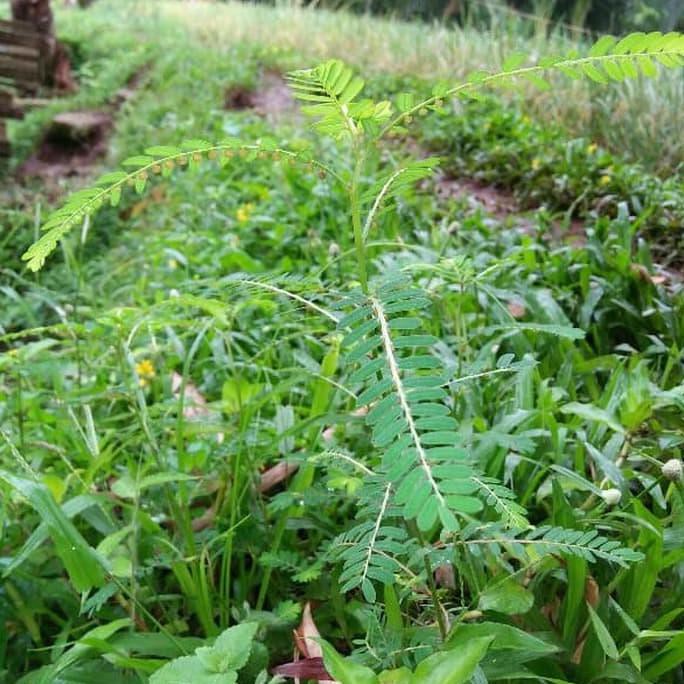 

Sale!! Promo Daun Meniran Segar Terbaru