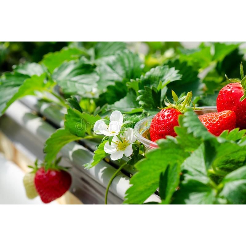 bibit strawberry mencir siap berbunga/berbuah