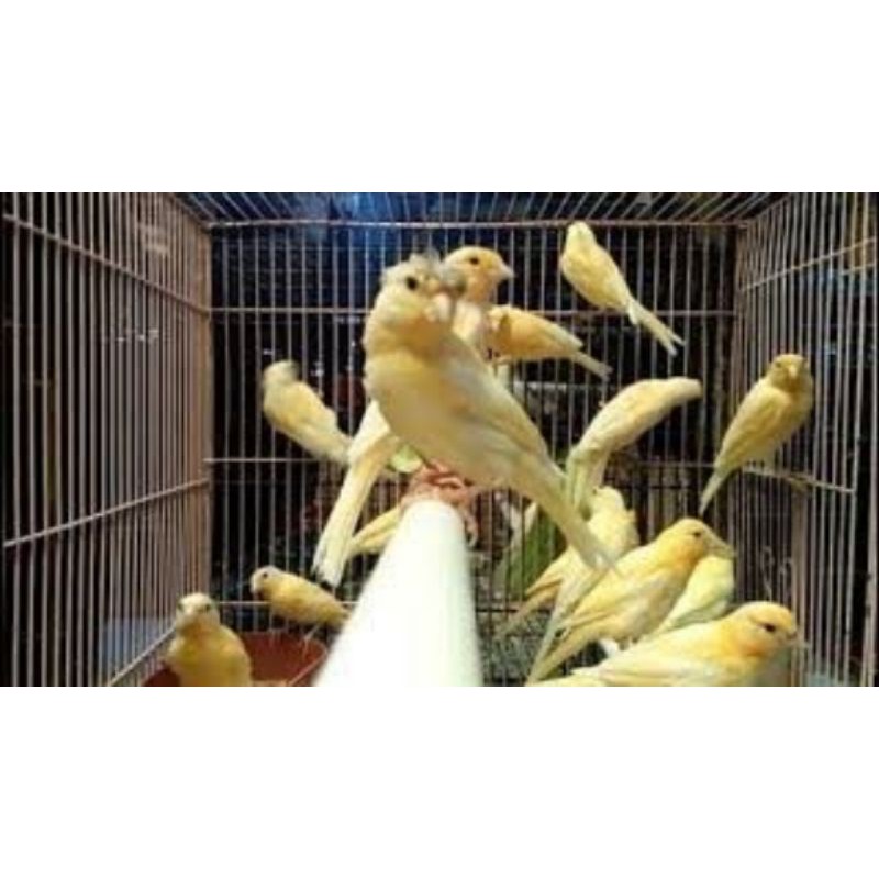 KENARI BURUNG KENARI SUPER WARNA CERAH PILIHAN