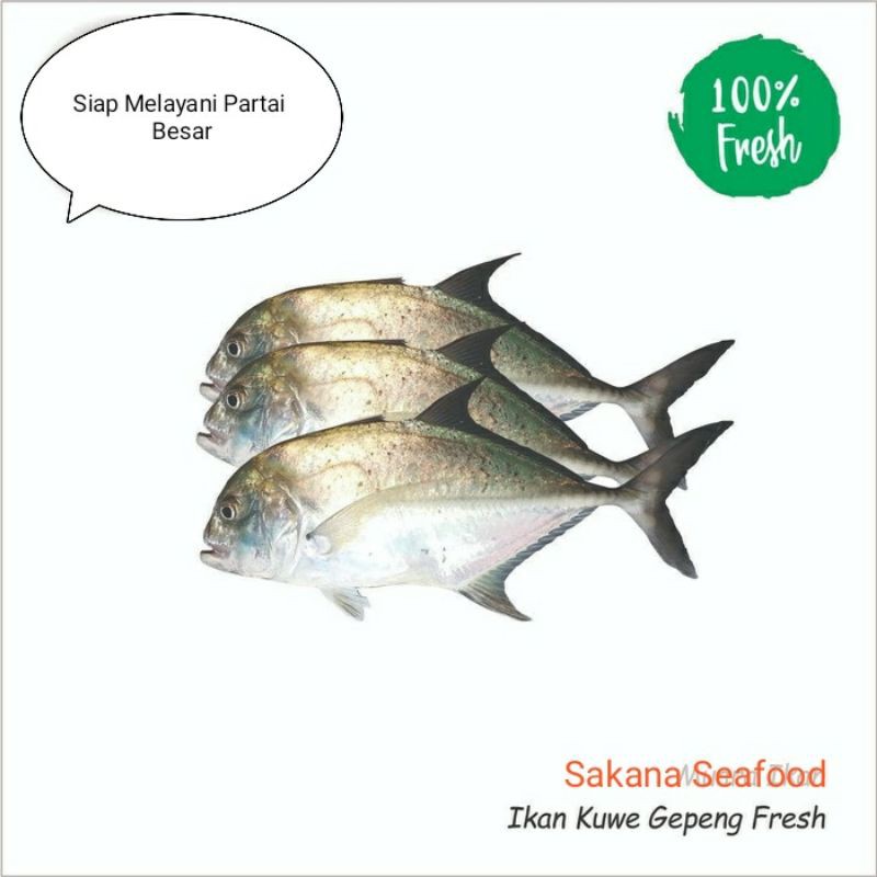 

Ikan Kue Gepeng Fresh 1kg