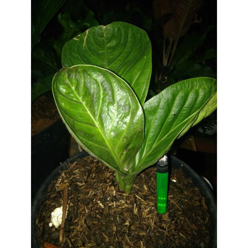 Anturium Mangkok Kristin