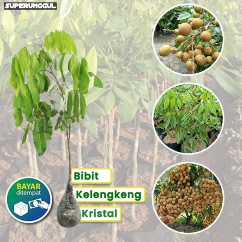 Bibit kelengkeng new kristal