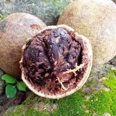 

FFIT buah kawis 1kg ( isi 2-4 buah) ギ 69