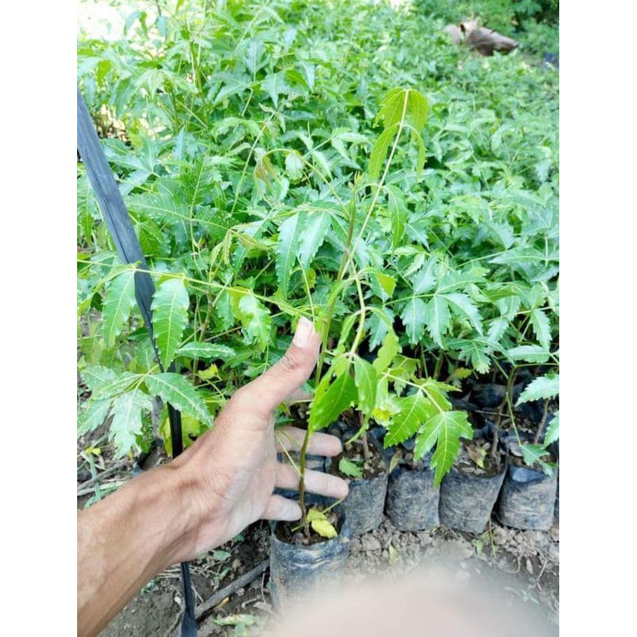 Ad@ Diskon Bibit Pohon Daun Mimba Mimbo Murah