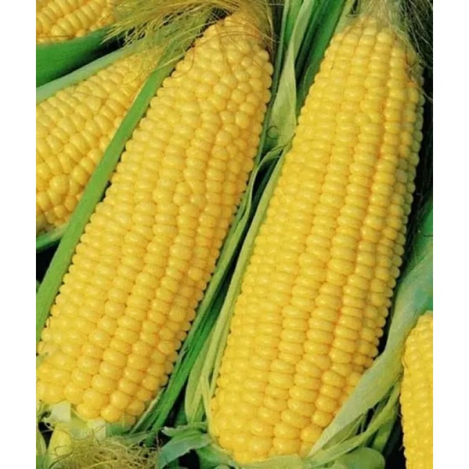 

Jagung Manis/Jagung Madu Jumbo