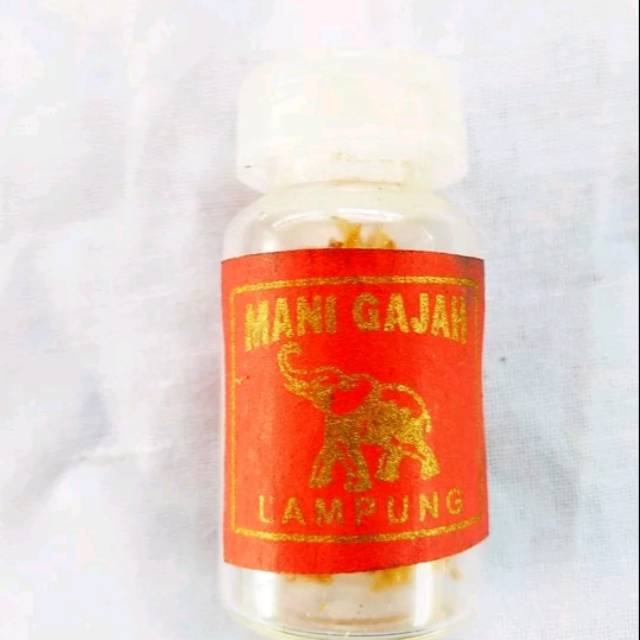 mg mani gajah asli Lampung