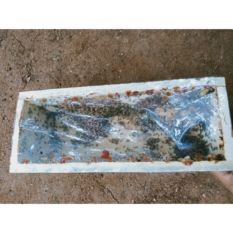 sarang Koloni klanceng/trigona/leavisep
