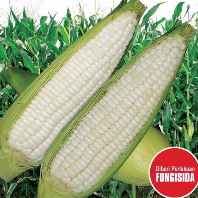 

UNIK Terlaris Bibit Biji Benih Sayur Jagung Putih Paramita Organik F1 50 2 SEPTEMBER