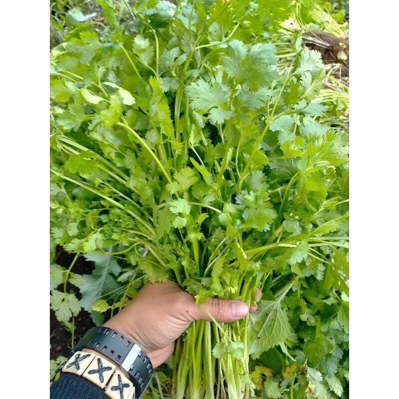 

PROMO coriander /cilantro /wangsuy /daun ketumbar sayur segar 100gr