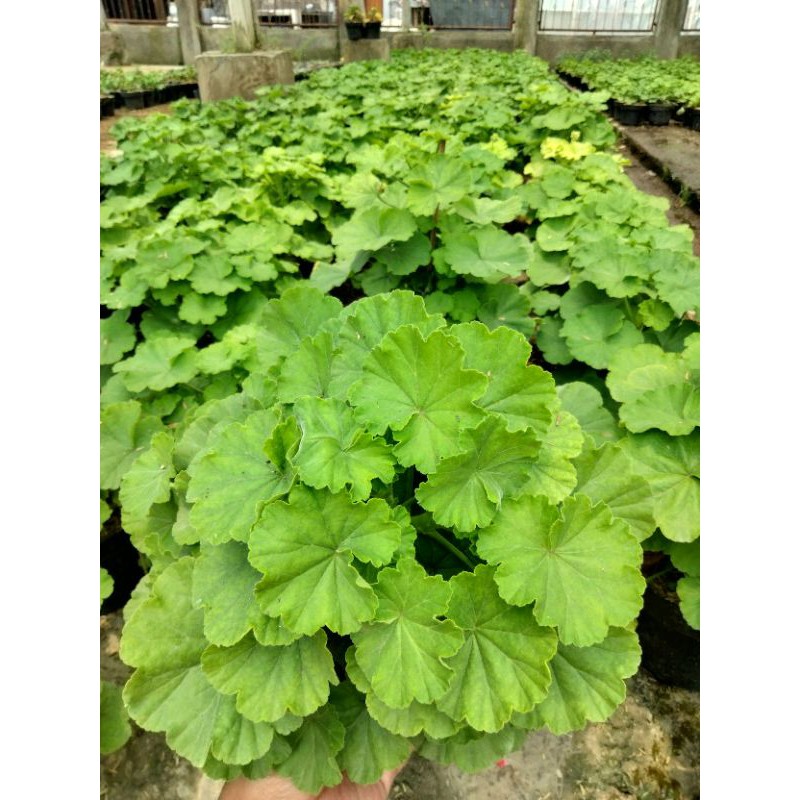 Tanaman Geranium Super