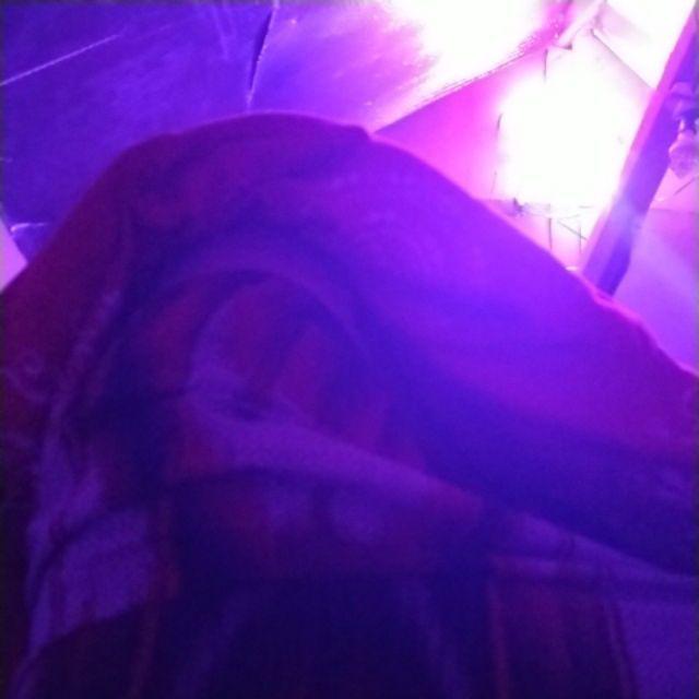 Isi 5 Gram Bibit Semangka Hibrida Daiwo | Benih Semangka | Semangka Inul