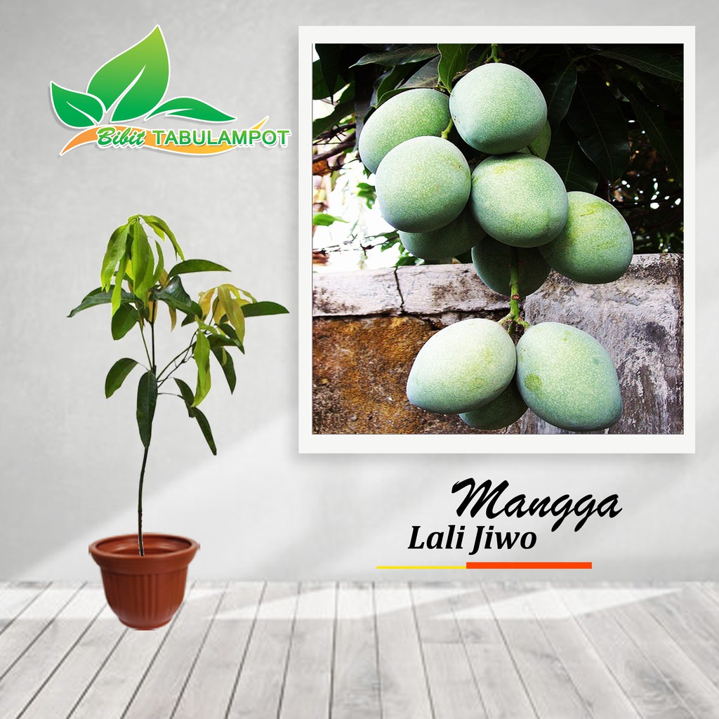 Bibit Tanaman Buah Mangga Lalijiwo Berkualitas Unggul