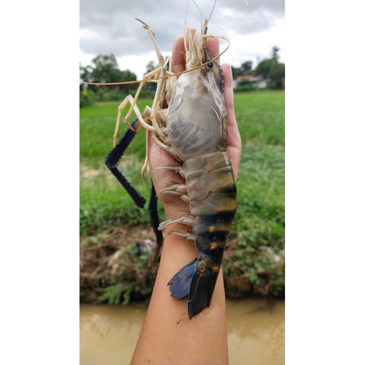 

UDANG GALAH FRESH SIZE A (1KG= 5-8 PCS)