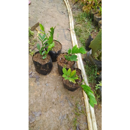 bibit tanaman hias cantik zamia plant...tanaman indoor...bunga dalam ruangan