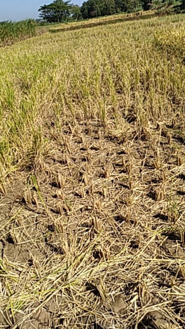 Akun Gmail Fresh Tanpa Verifikasi + Anti Kenonaktif | Garansi 7 Hari | Bahan Nuyul